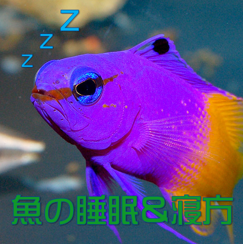 海水魚の睡眠 寝方 水槽レンタル神奈川 マリブ 海水専門 メンテナンス