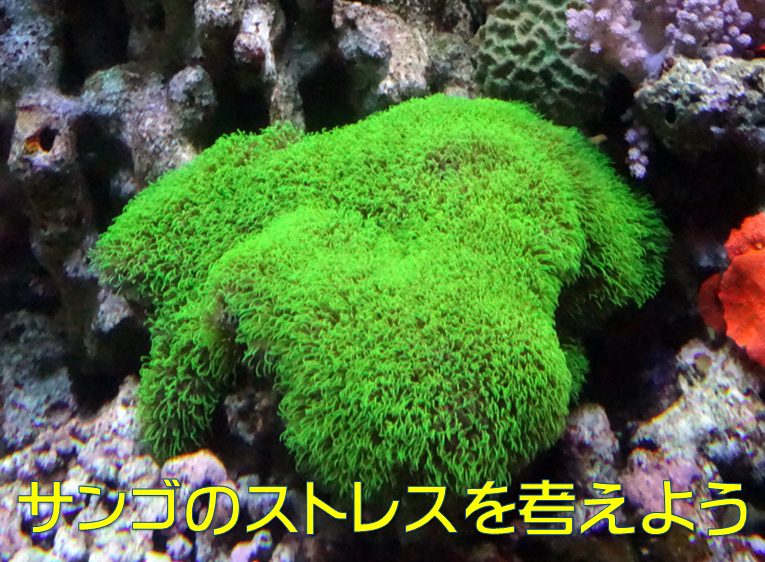 サンゴ海水水槽 サンゴがストレスを感じる７つの行動 水槽レンタル神奈川 マリブ 海水専門 メンテナンス