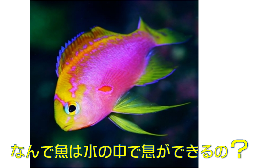 呼吸の仕組み 魚が水の中で息ができる理由 水槽レンタル神奈川 マリブ 海水専門 メンテナンス