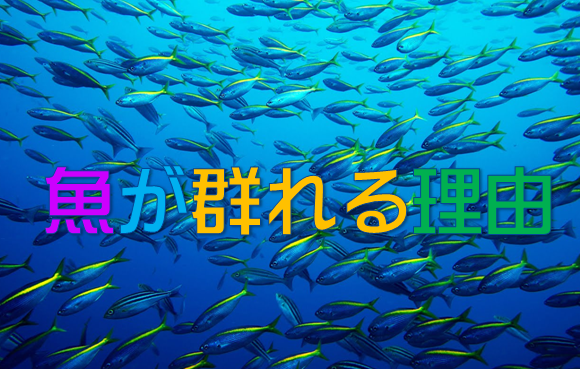 永久保存版 魚が群れる理由 群れを作る魚の種類をご案内 水槽レンタル神奈川 マリブ 海水専門 メンテナンス
