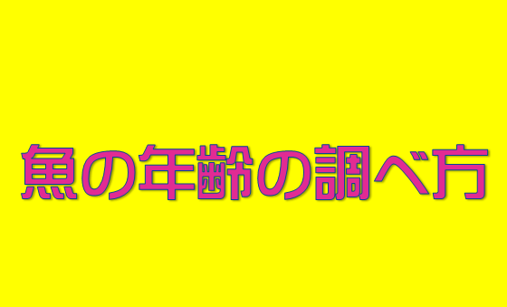 永久保存版 クリオネ は巻き貝 クリオネ全種類紹介 水槽レンタル神奈川 マリブ 海水専門 メンテナンス