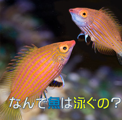 魚が泳ぐ仕組み 水槽レンタル神奈川 マリブ 海水専門 メンテナンス