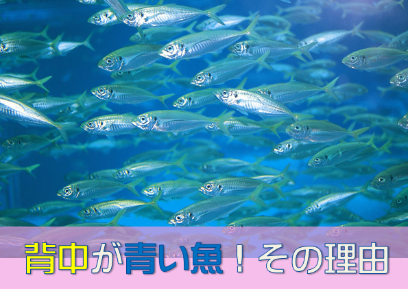 青背魚】青い背中の魚の謎を解明！  水槽レンタル神奈川 マリブ【海水 