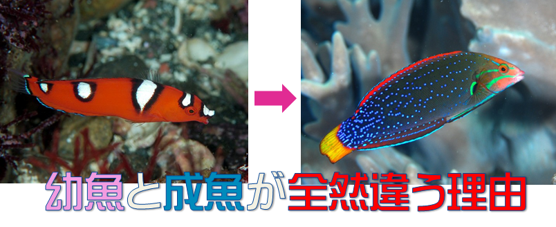 海水魚疑問 幼魚と成魚じゃ全然見た目が違くなる理由 水槽レンタル神奈川 マリブ 海水専門 メンテナンス
