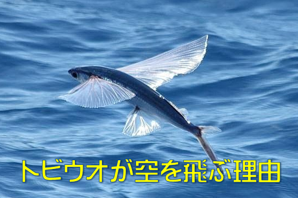 完全版 トビウオが空を飛ぶ理由 水槽レンタル神奈川 マリブ 海水専門 メンテナンス