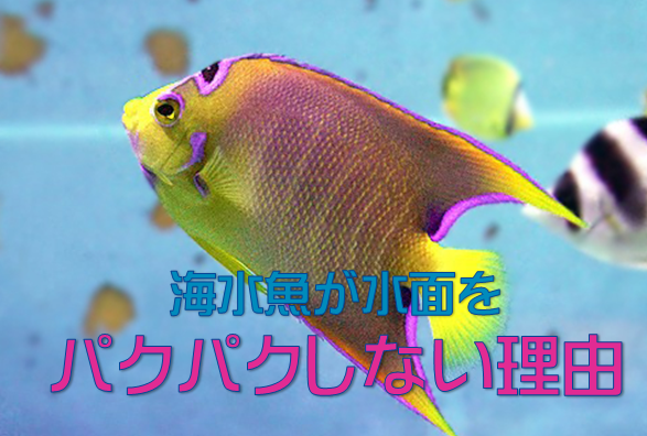 保存版 海水魚が水面をパクパクしない理由 水槽レンタル神奈川 マリブ 海水専門 メンテナンス