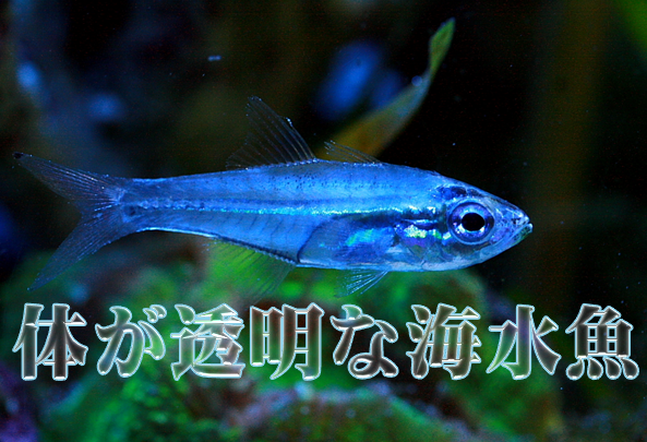 スケルトンの美 体が透明で美しい魚best3 水槽レンタル神奈川 マリブ 海水専門 メンテナンス