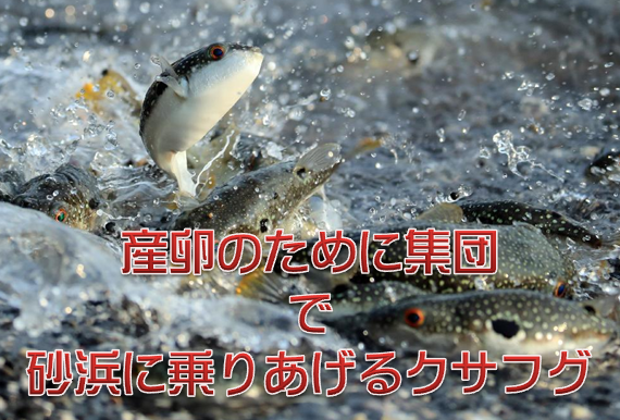 クサフグ 産卵のために砂浜に集団で乗り上げる理由が痺れる 水槽レンタル神奈川 マリブ 海水専門 メンテナンス