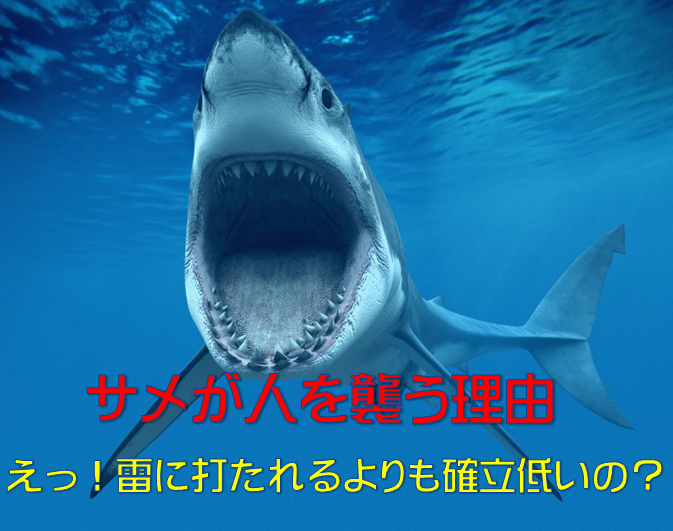 40年の調査結果 サメは人を食べる の結果が意外 水槽レンタル神奈川 マリブ 海水専門 メンテナンス