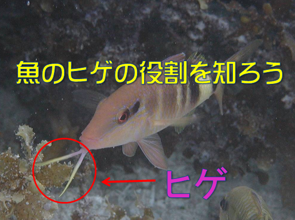 魚のヒゲの役割 種類も掲載 水槽レンタル神奈川 マリブ 海水専門 メンテナンス