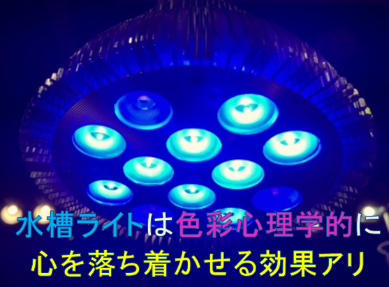 ブルーライト 水槽で使用する照明ライトは色彩心理的に落ち着く効果があることが判明 水槽レンタル神奈川 マリブ 海水専門 メンテナンス