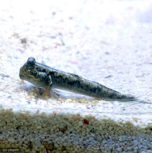 水の 外 で生きられる海水魚 すなわち 陸上 でも呼吸できるハゼ 水槽レンタル神奈川 マリブ 海水専門 メンテナンス