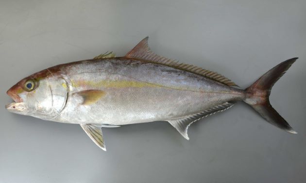 まとめ 出世魚の種類一覧 そうなんだ の連続に心臓バクバク 水槽レンタル神奈川 マリブ 海水専門 メンテナンス