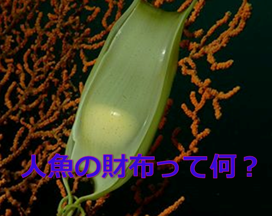 まとめ 人魚の財布とはサメとエイの卵 水槽レンタル神奈川 マリブ 海水専門 メンテナンス