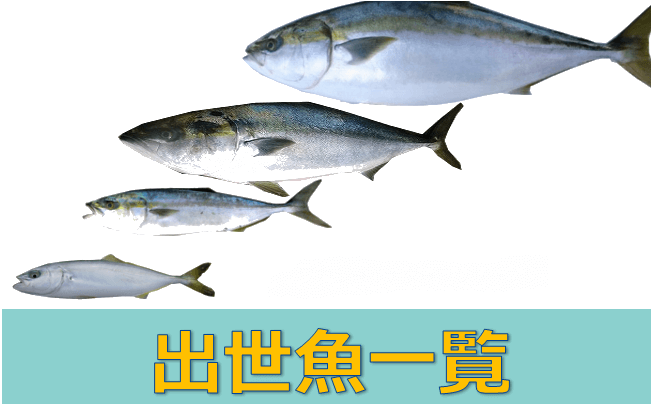 まとめ 出世魚の種類一覧 そうなんだ の連続に心臓バクバク 水槽レンタル神奈川 マリブ 海水専門 メンテナンス