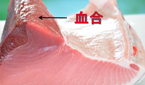 まとめ 魚の血合いの栄養がすごい3つの理由 水槽レンタル神奈川 マリブ 海水専門 メンテナンス