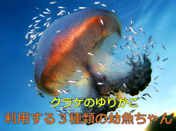 珍しい共生 クラゲを利用する魚の幼魚が賢すぎる 水槽レンタル神奈川 マリブ 海水専門 メンテナンス