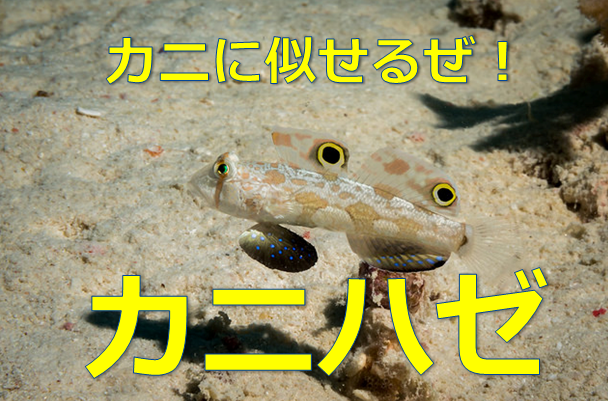 カニハゼの飼育方法 カニに化ける姿を水槽で見よう 水槽レンタル神奈川 マリブ 海水専門 メンテナンス