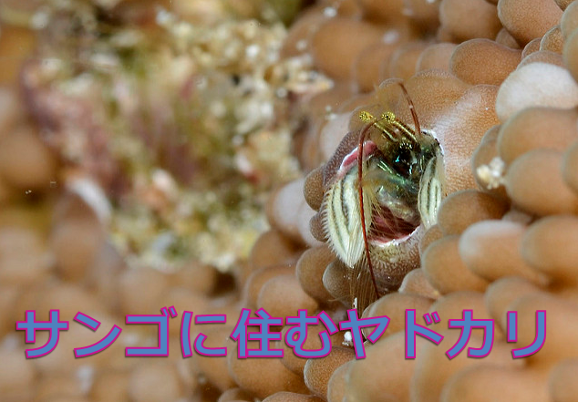 カンザシヤドカリ 貝殻なしのヤドカリ 水槽レンタル神奈川 マリブ 海水専門 メンテナンス