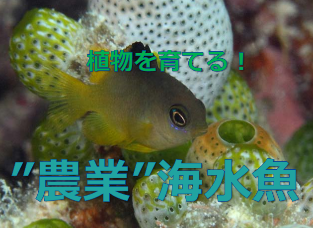 クロソラスズメダイ 植物をせっせと育てる農業海水魚 水槽レンタル神奈川 マリブ 海水専門 メンテナンス