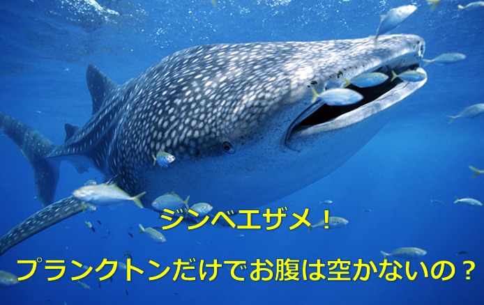 世界最大の魚はジンベエザメ プランクトンだけでお腹は空かないの 水槽レンタル神奈川 マリブ 海水専門 メンテナンス