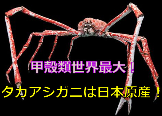 世界最大のカニ全情報 タカアシガニは日本の固有種 最大3 7m で でけぇ 水槽レンタル神奈川 マリブ 海水専門 メンテナンス