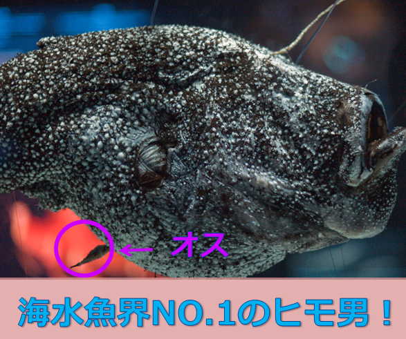 海水魚界no 1のヒモ男 水槽レンタル神奈川 マリブ 海水専門 メンテナンス