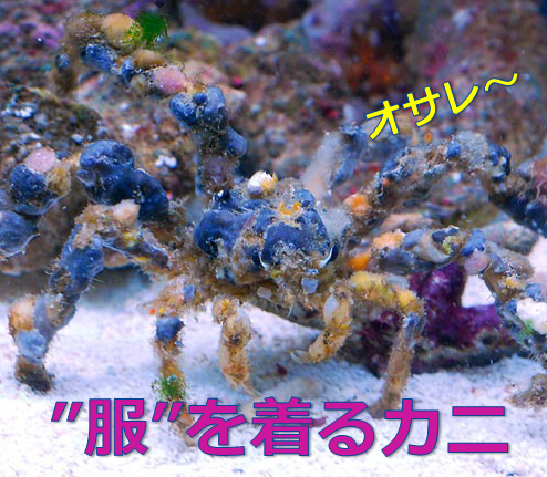 モクズショイ全情報 飼育 食べる 海藻への隠れ方 寿命などご案内 水槽レンタル神奈川 マリブ 海水専門 メンテナンス