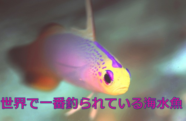 爆釣れ 世界一釣られている魚はハゼ 水槽レンタル神奈川 マリブ 海水専門 メンテナンス