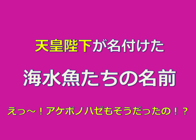 天皇陛下が付けた海水魚たちの名前 ウソ あの超有名な アケボノハゼ もそうだった 水槽レンタル神奈川 マリブ 海水専門 メンテナンス