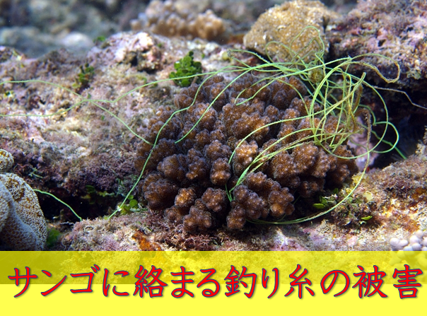 サンゴに絡まる釣り糸の被害 百害あって一利なし 水槽レンタル神奈川 マリブ 海水専門 メンテナンス