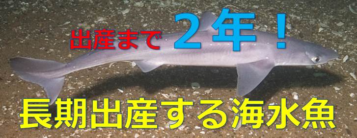 アブラツノザメ 長期出産魚 ２年もかけて出産する海水魚 水槽レンタル神奈川 マリブ 海水専門 メンテナンス