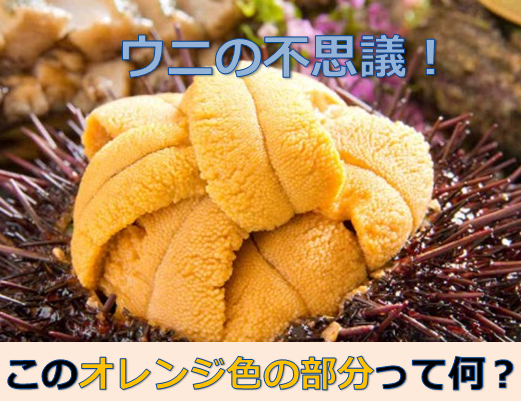 食べる部分を簡単解説 ウニのオレンジ色の部分 水槽レンタル神奈川 マリブ 海水専門 メンテナンス