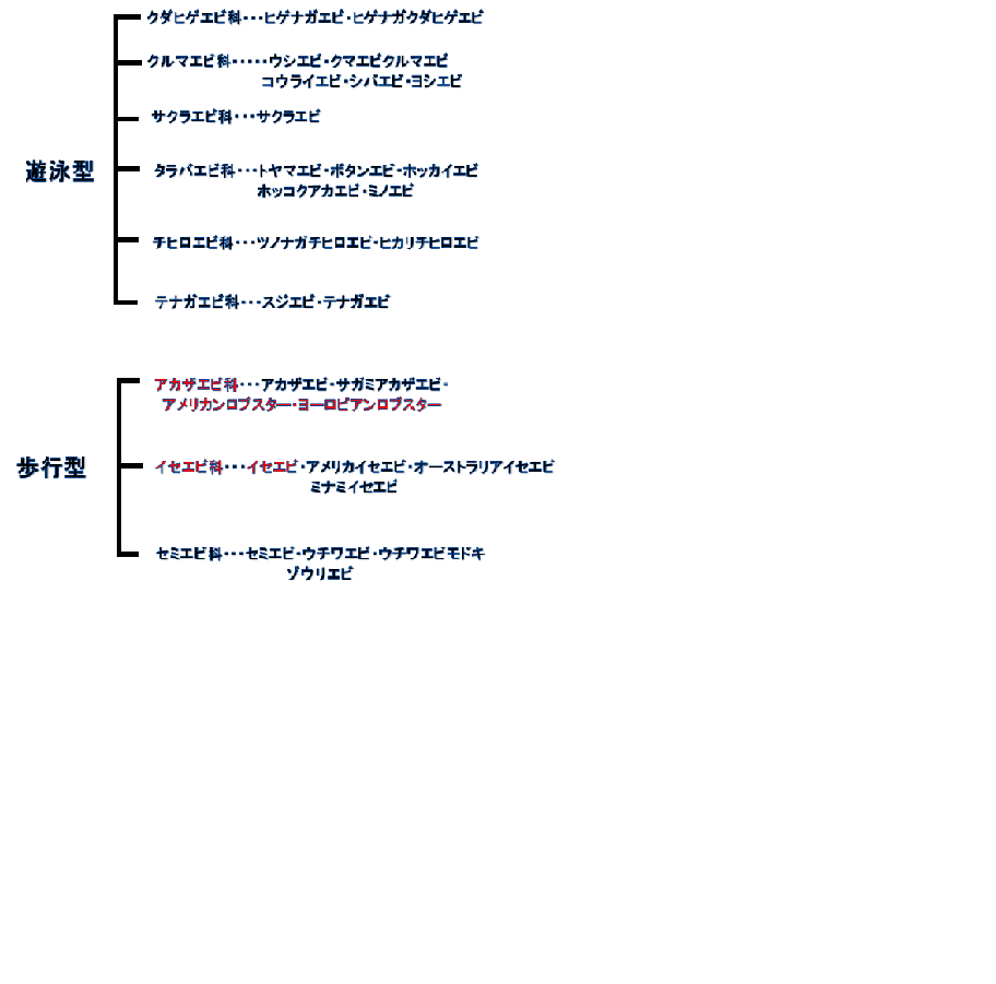 エビ 分類1 水槽レンタル神奈川 マリブ 海水専門 メンテナンス