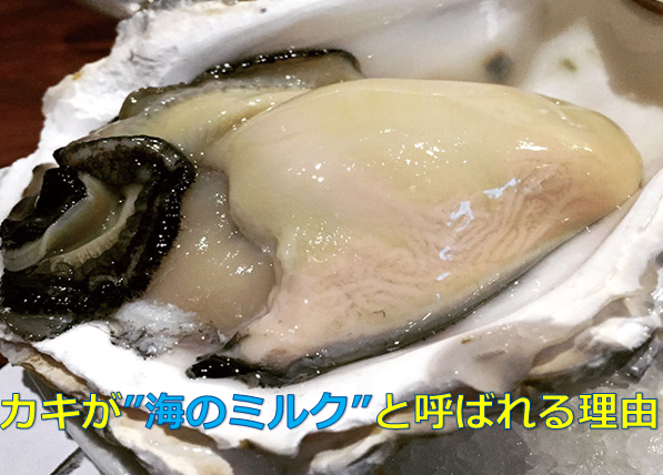牡蠣 カキ が 海のミルク と呼ばれる理由 水槽レンタル神奈川 マリブ 海水専門 メンテナンス