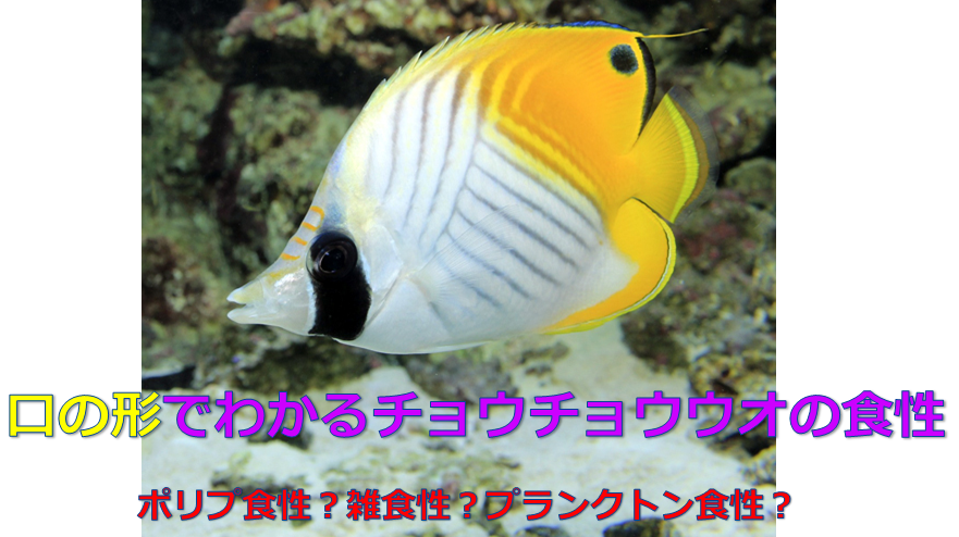 サンゴ食べちゃう チョウチョウウオの口の形でプリプ食性か雑食性かを簡単に見分ける方法 水槽レンタル神奈川 マリブ 海水専門 メンテナンス
