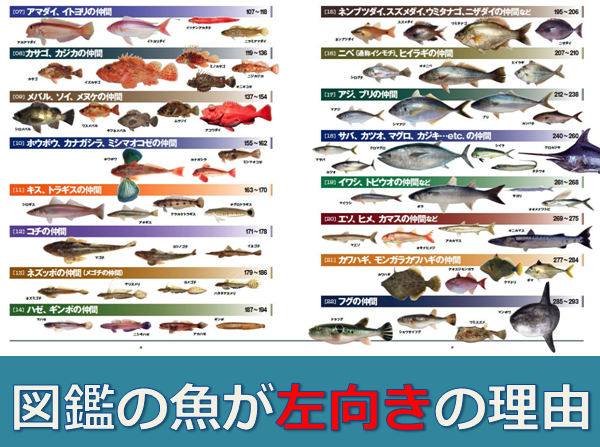 なぜ 完全納得 魚が 左向き の理由 水槽レンタル神奈川 マリブ 海水専門 メンテナンス