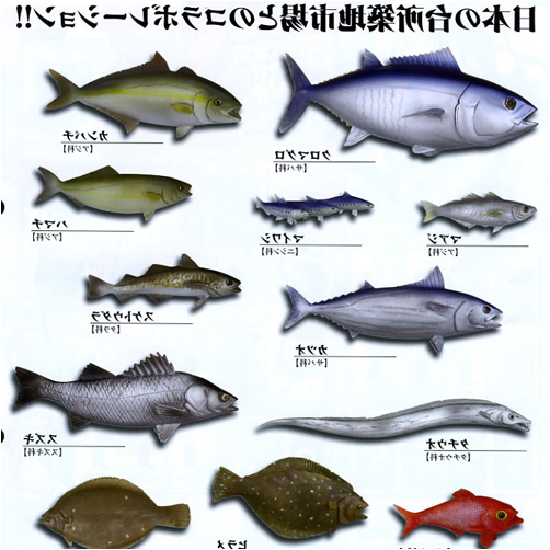 なぜ 完全納得 魚が 左向き の理由 水槽レンタル神奈川 マリブ 海水専門 メンテナンス