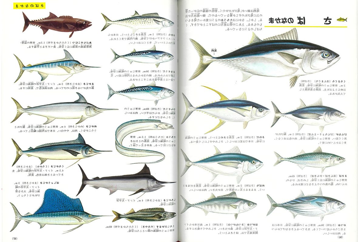 図鑑 右4 水槽レンタル神奈川 マリブ 海水専門 メンテナンス