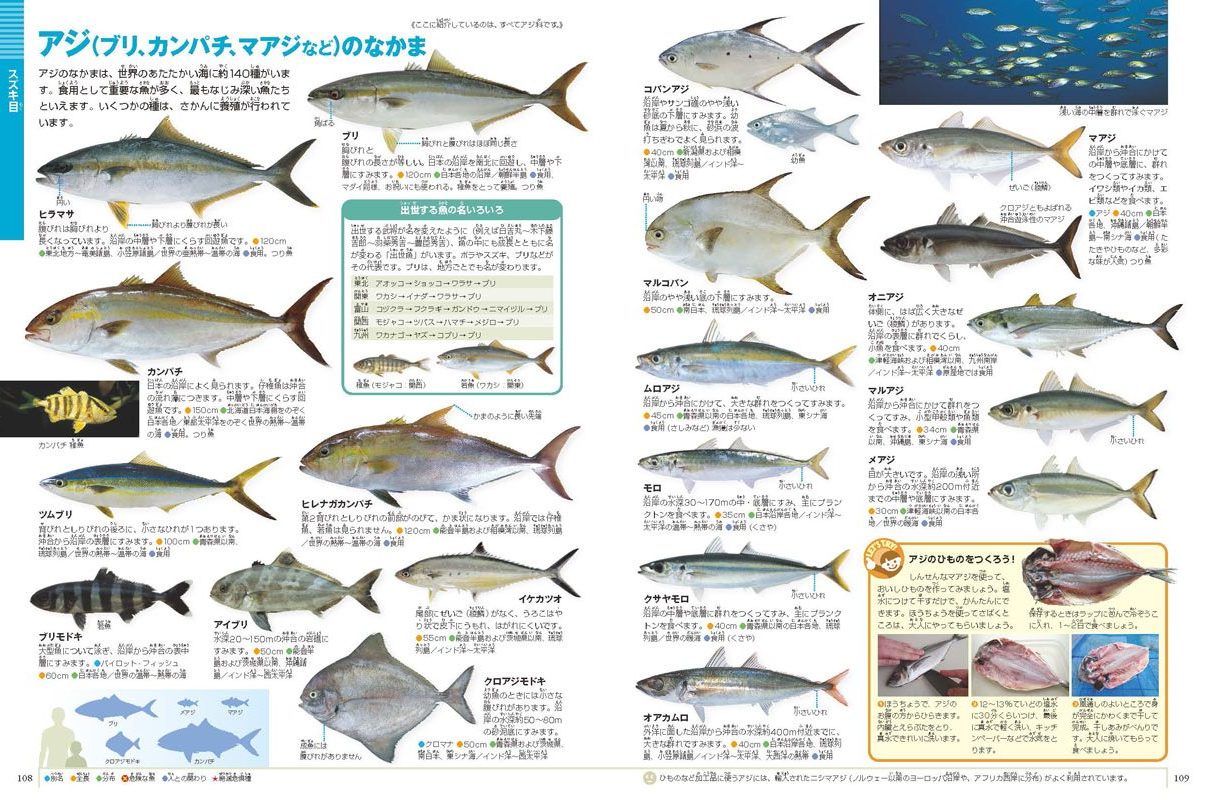 なぜ 完全納得 魚が 左向き の理由 水槽レンタル神奈川 マリブ 海水専門 メンテナンス