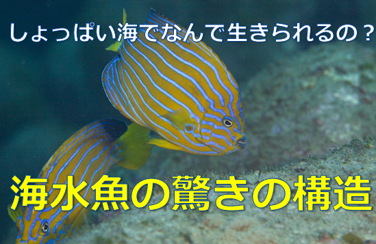 なぜ しょっぱい海水の中で海水魚が生きられる驚きの仕組み 水槽レンタル神奈川 マリブ 海水専門 メンテナンス