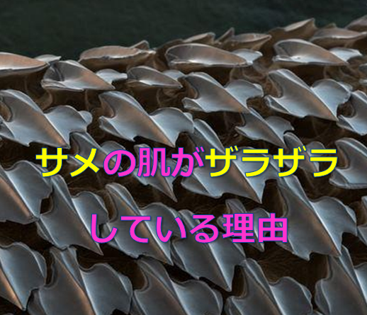 魚 サメの肌がザラザラしている理由が意外すぎる 水槽レンタル神奈川 マリブ 海水専門 メンテナンス