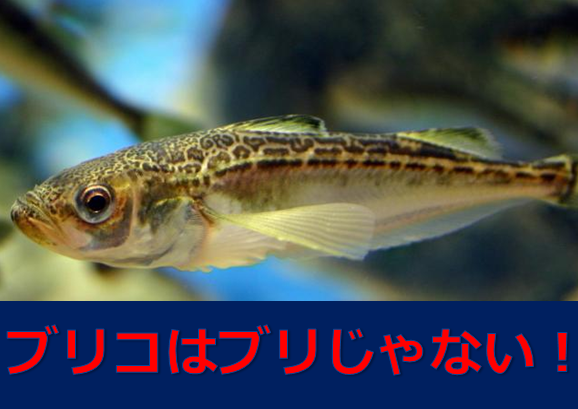 ブリコはブリの子供じゃなくてハタハタという魚の卵なのだ 水槽レンタル神奈川 マリブ 海水専門 メンテナンス