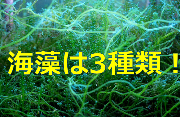 保存版 海藻は3種類のグループに分類されている 緑藻 渇藻 紅藻 水槽レンタル神奈川 マリブ 海水専門 メンテナンス