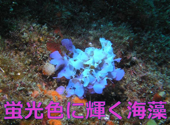 綺麗 美しすぎて震える 蛍光色に輝く海藻 アヤニシキ 水槽レンタル神奈川 マリブ 海水専門 メンテナンス