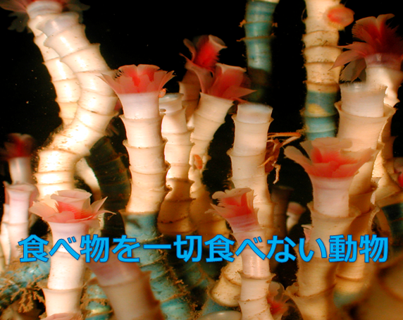 エネルギー 食べ物一切不要 チューブワームの不思議な生態 水槽レンタル神奈川 マリブ 海水専門 メンテナンス