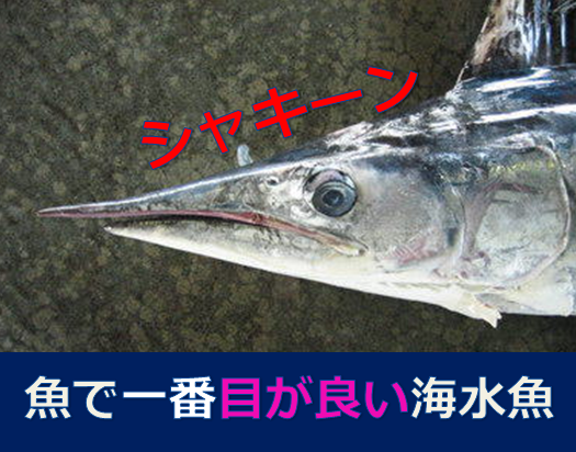 完全版 魚で一番視力 目 がいい海水魚 水槽レンタル神奈川 マリブ 海水専門 メンテナンス