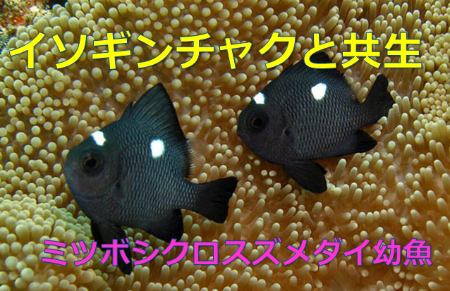 イソギンチャクと共生しているのはクマノミだけじゃない ミツボシクロスズメダイの幼魚がそうだ 水槽レンタル神奈川 マリブ 海水専門 メンテナンス
