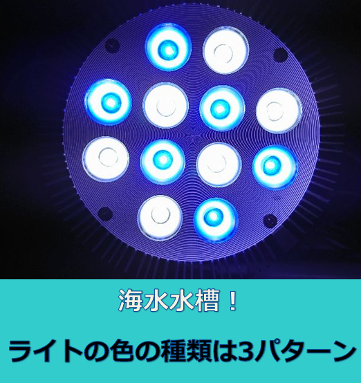 完全版 海水水槽の照明ライトの 色 の種類は3パターン 水槽レンタル神奈川 マリブ 海水専門 メンテナンス