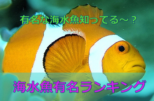 プロが教える 有名な魚ランキングbest5 この魚は絶対知っておくべき 水槽レンタル神奈川 マリブ 海水専門 メンテナンス